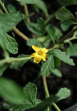 Damiana plant (Turnera diffusa)