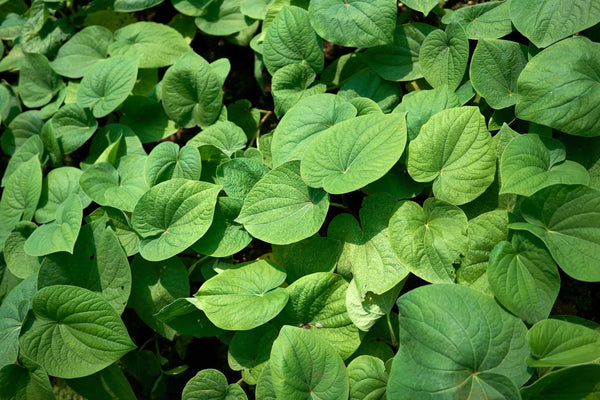 Kava plant (Piper methysticum)