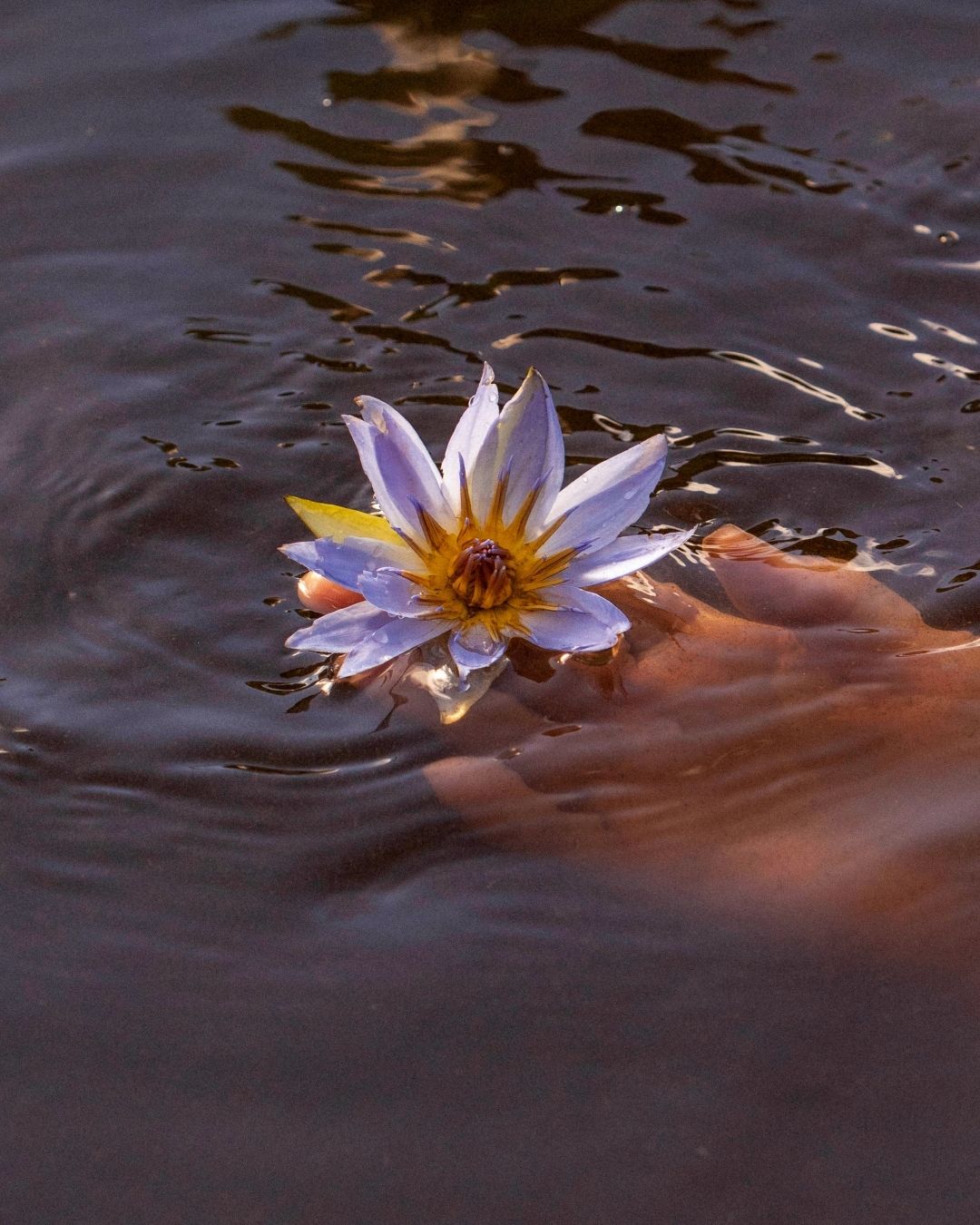 Blue Lotus: The plant of connection