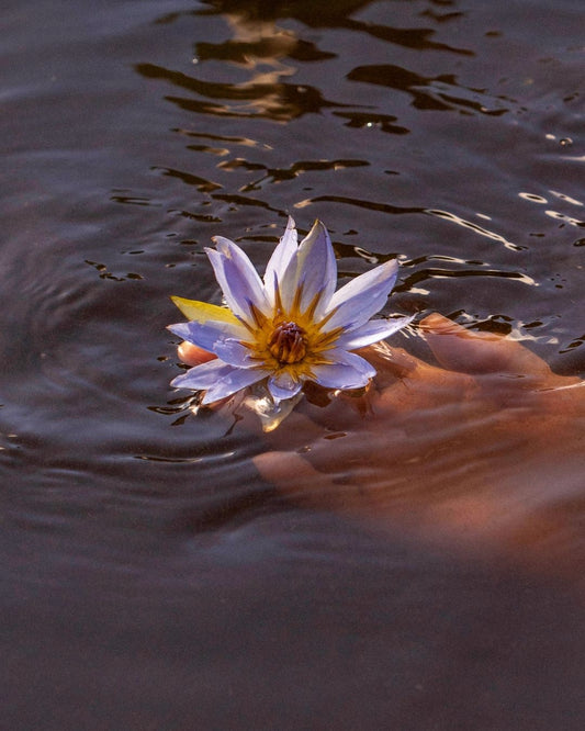 Blue Lotus: The plant of connection