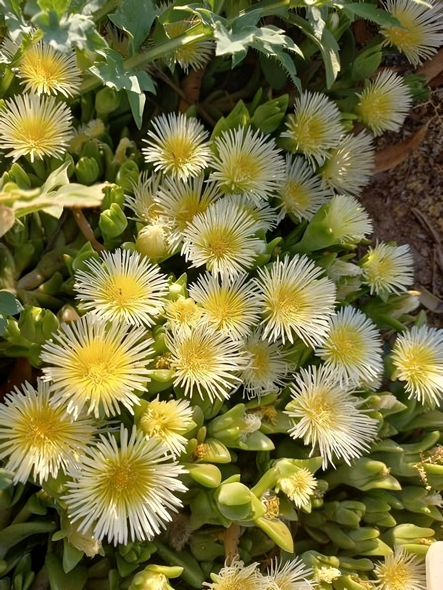 Kanna: nature's antidepressant