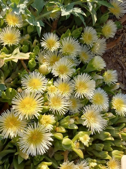 Kanna: nature's antidepressant