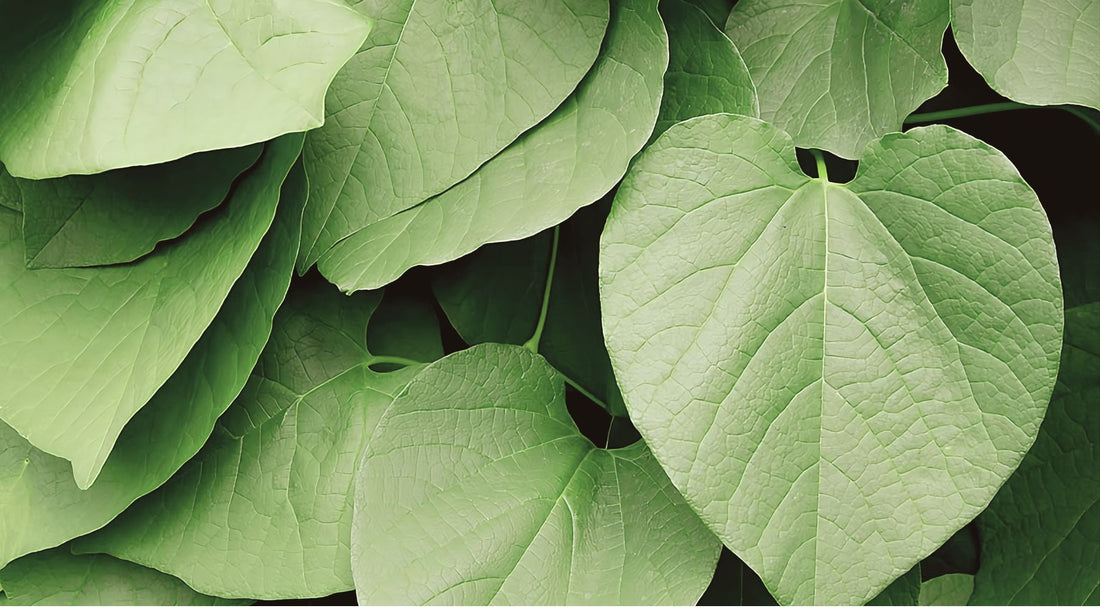 Kava Drama: How kava compares to alcohol