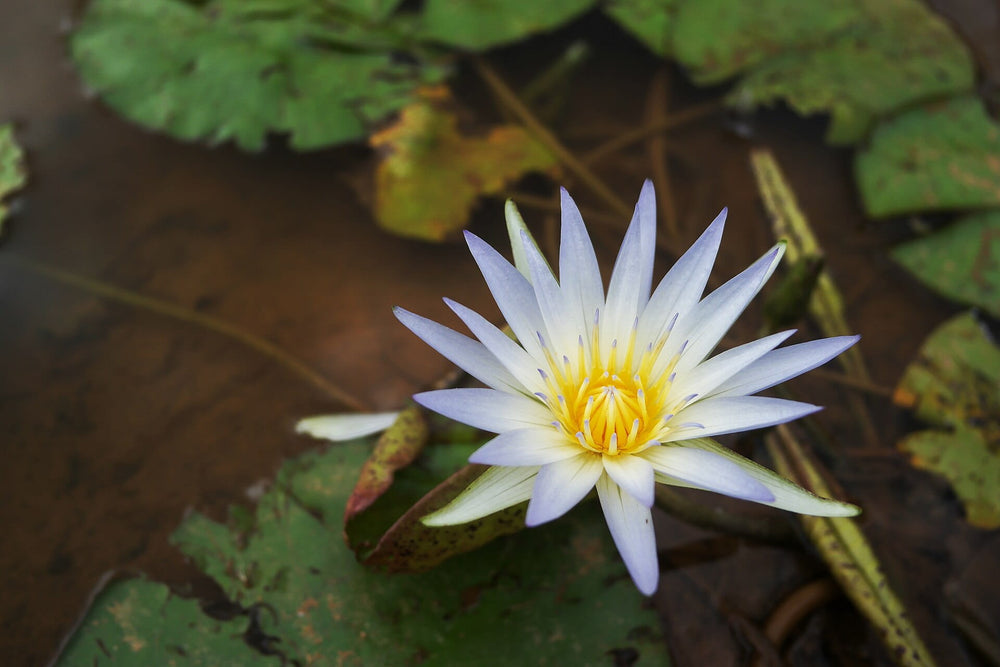 Blue Lotus