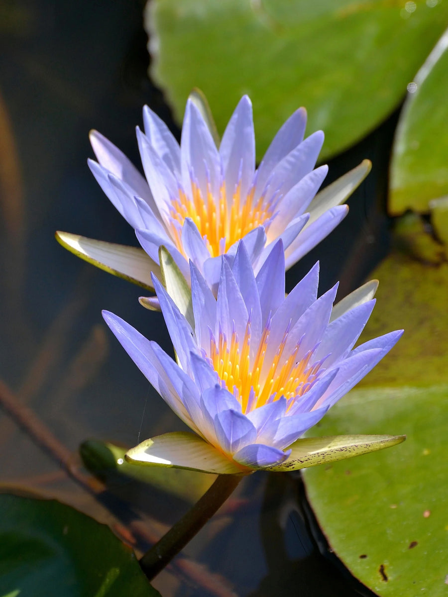 Blue Lotus