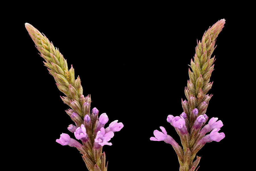 Blue Vervain