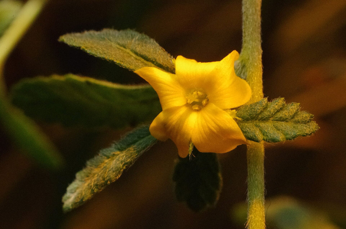 Damiana (Turnera diffusa) plant
