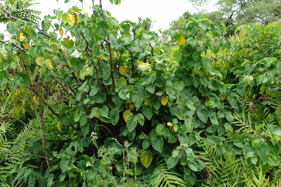 Kava
