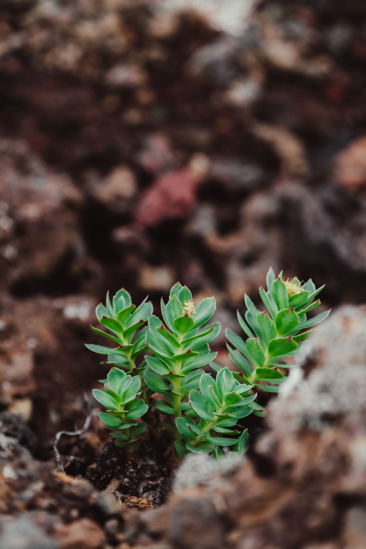 Rhodiola (Rhodiola rosea) plant
