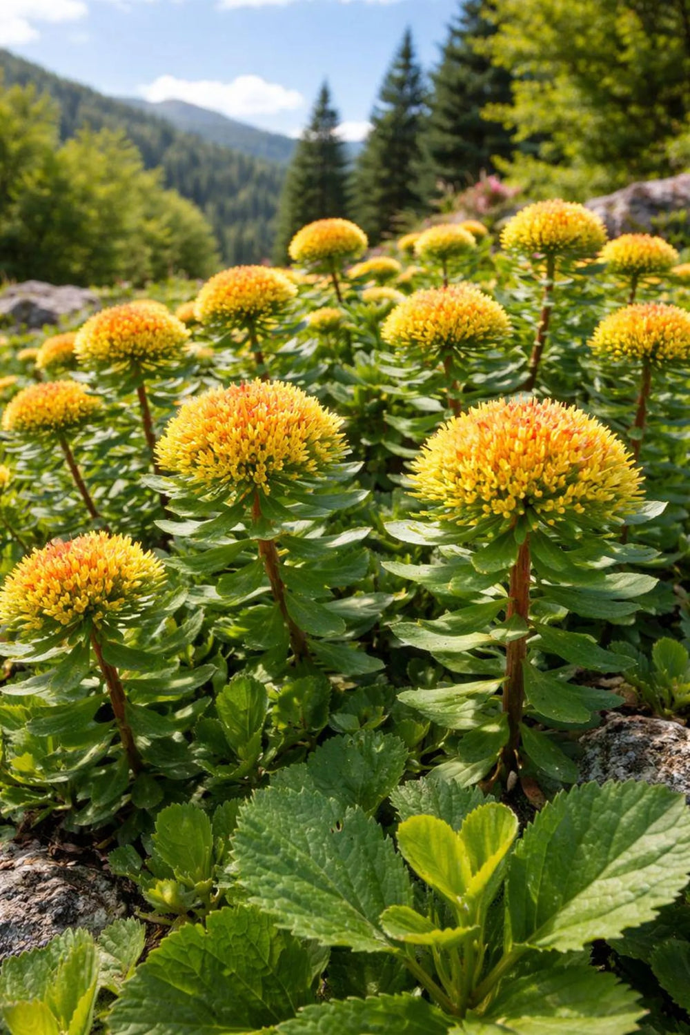 Rhodiola