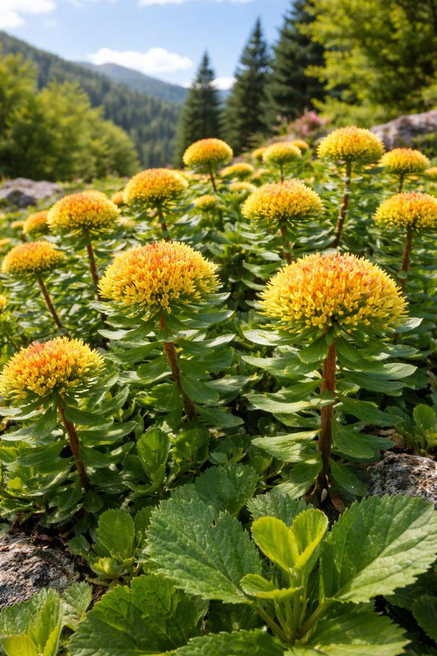 Rhodiola