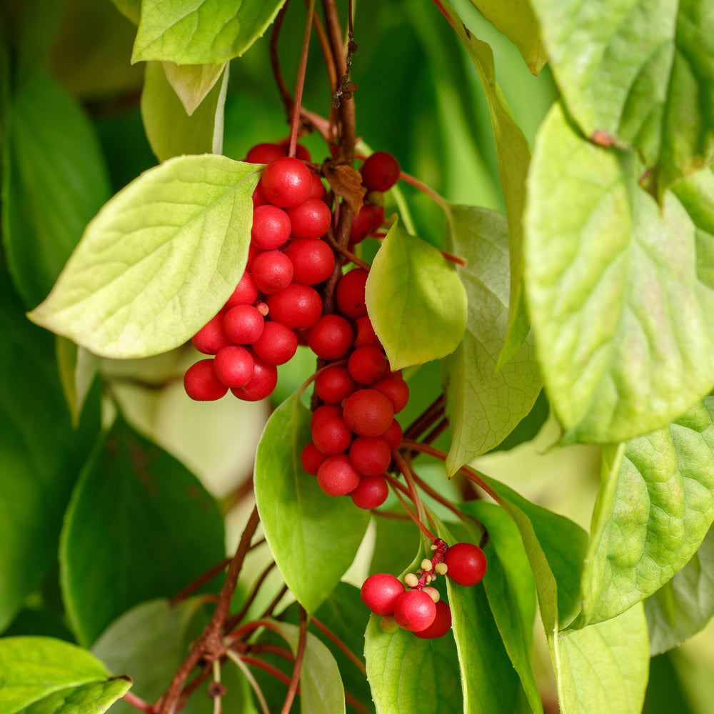 Schisandra