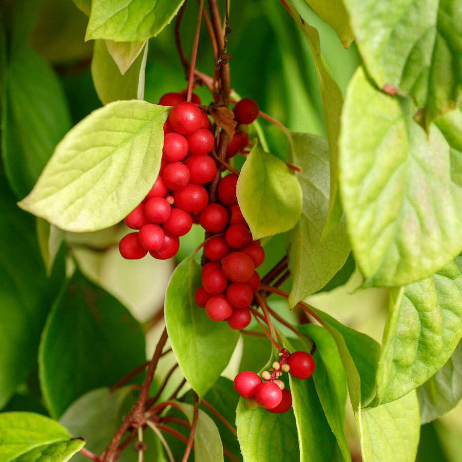 Schisandra