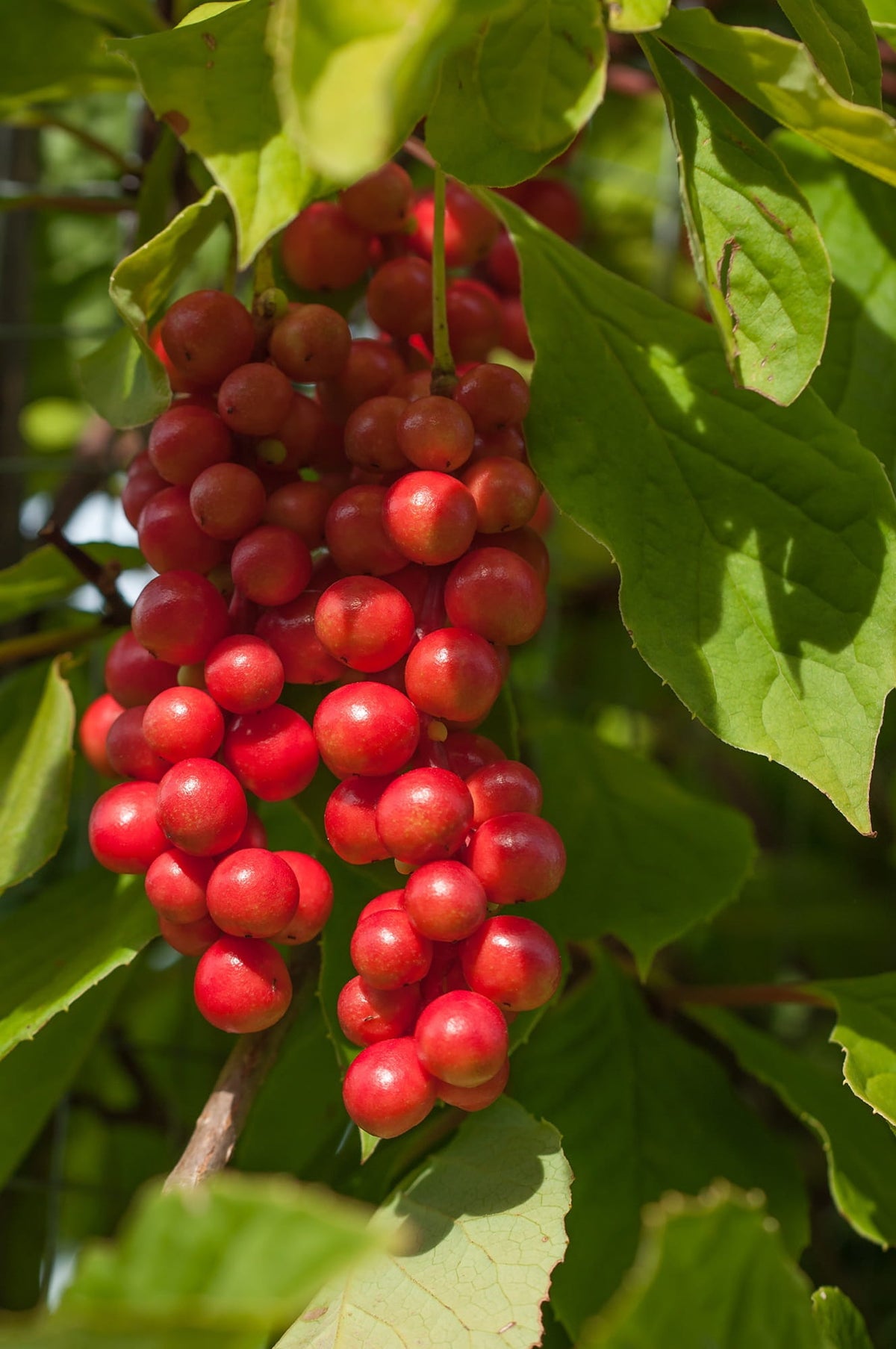 Schisandra